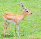 Thomson's gazelle or Thomsoni gazella