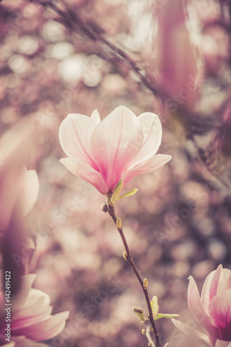 Rosa Magnolienblüten im Frühling 