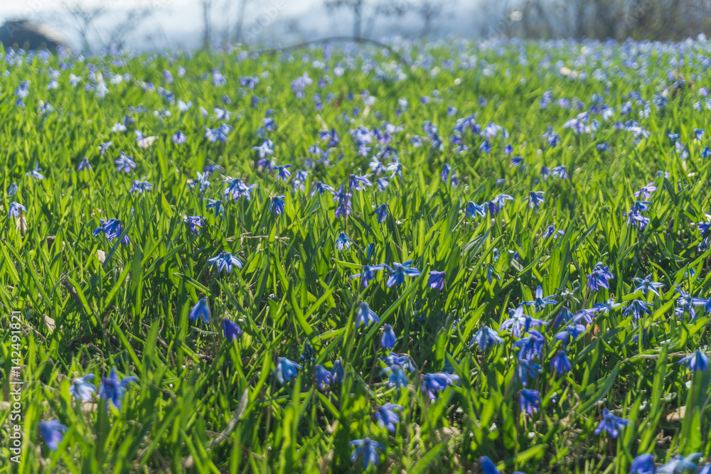 Viele kleine blaue Blumen in einer Wiese mit blauem Himmel
