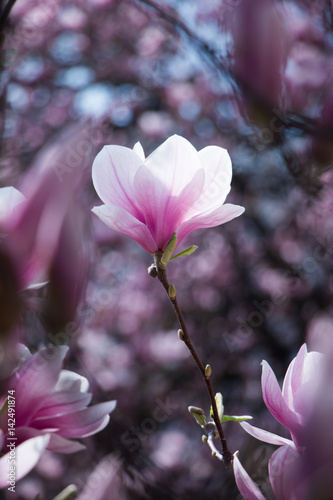 Rosa Magnolienblüten im Frühling 