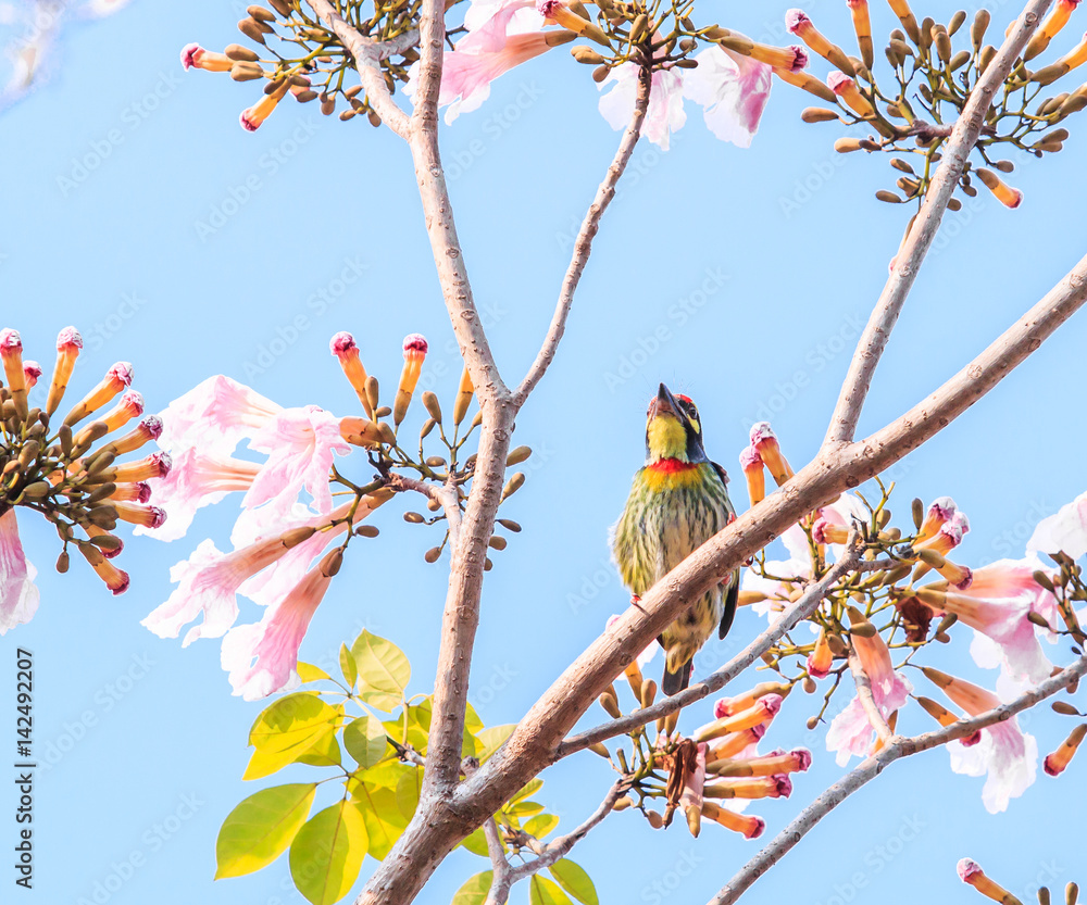 Coppersmith barbet or Megalaima haemacephala and flower Coppersmith barbet or Megalaima haemacephala and flower