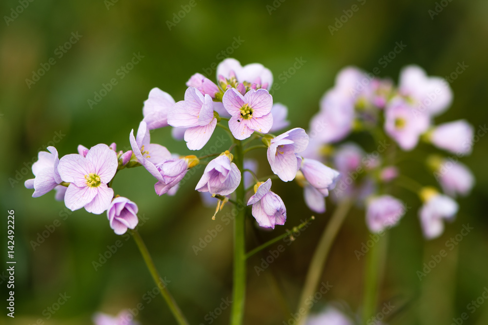 Cuckooflower or lady's smock (Cardamine pratensis) flower spikes. Perennial plant in the cabbage family (Brassicaceae), flowering in Spring in the UK