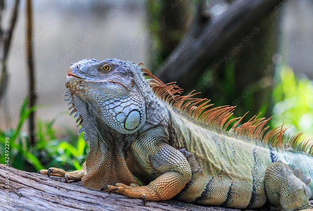 Fototapeta premium Green Iguana