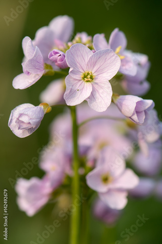 Cuckooflower or lady's smock (Cardamine pratensis) flower spike. Perennial plant in the cabbage family (Brassicaceae), flowering in Spring in the UK