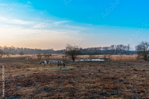 Fototapeta Naklejka Na Ścianę i Meble -  Three horses feeding on hay in winter
