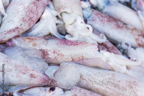 Fresh squid raw material in market