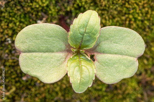 Indian balsam (Impatiens glandulifera) seedling. Small seedling of plant in family Balsaminaceae, which has become an invasive weed in many parts of the world