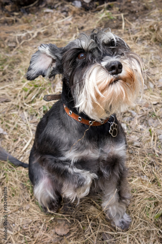 Miniature schnauzer dog is sitting on the dry grass