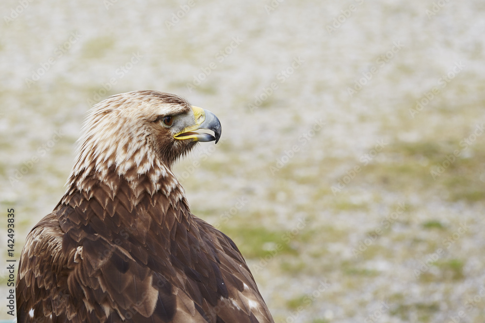 Fototapeta premium Golden Eagle
