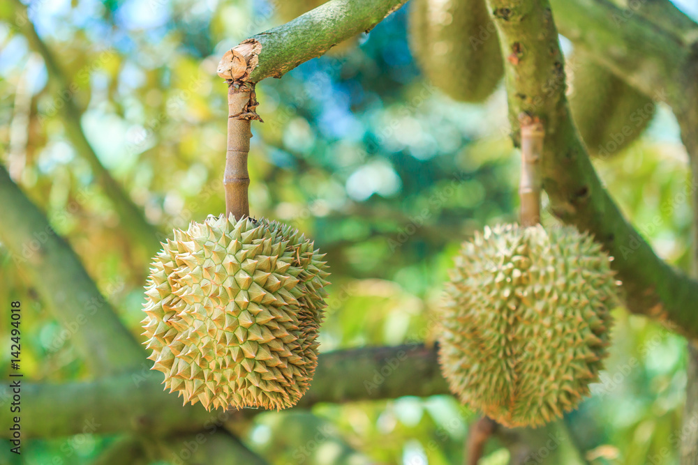 Durian. It is the tropical fruits in Asia Durian. It is the tropical fruits in Asia
