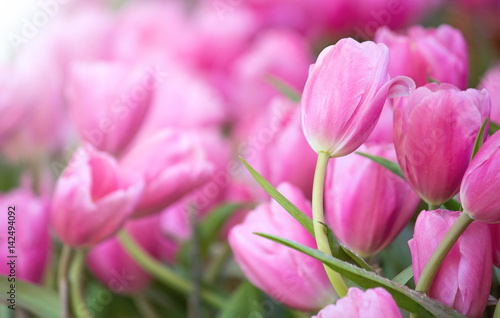 Pink tulip flower fields blooming in the garden © aopsan