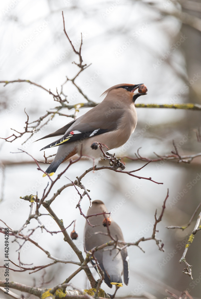 Bohemian Waxwing Bohemian Waxwing
