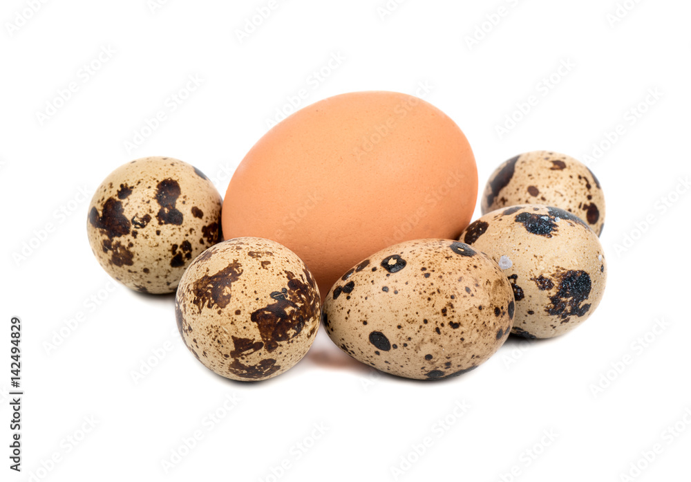 Fresh chicken and several quail eggs on white background Fresh chicken and several quail eggs on white background