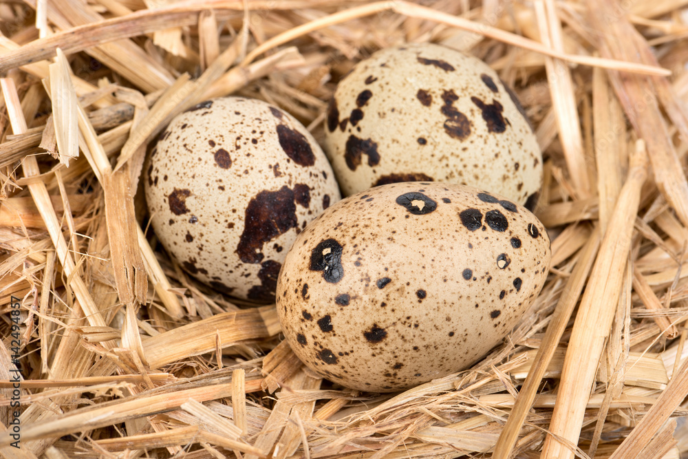 Raw three spotted quail eggs in the straw closeup Raw three spotted quail eggs in the straw closeup