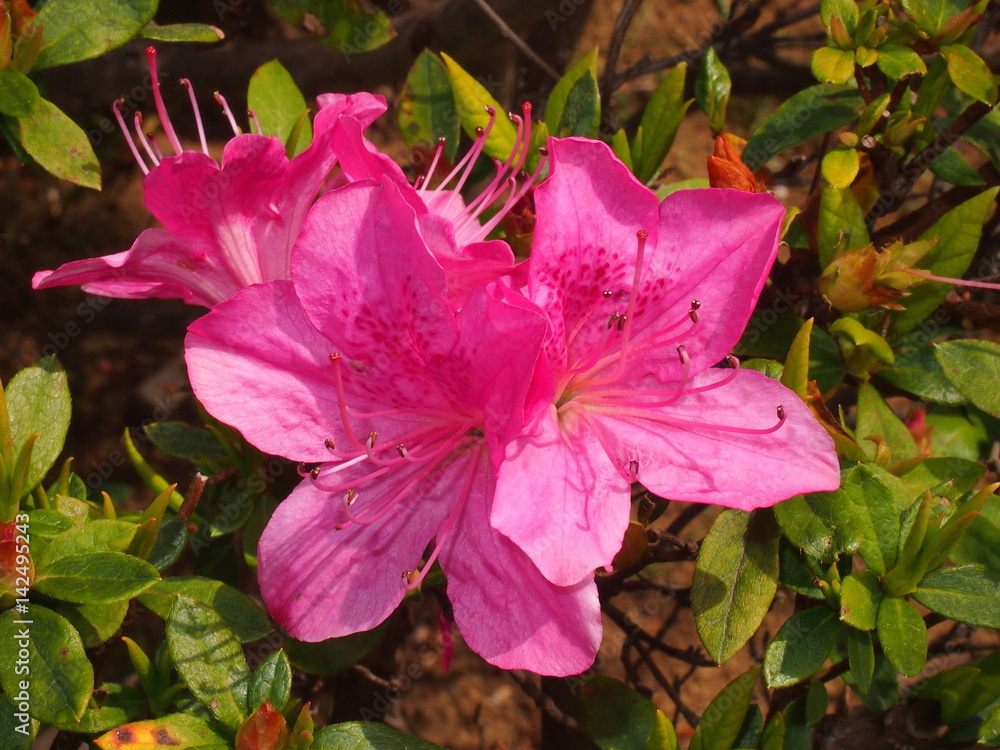 春の定番ツツジの花 典型的な春の訪れを感じさせる花 花びらの下が繋がった合弁花植物 Stock Photo Adobe Stock