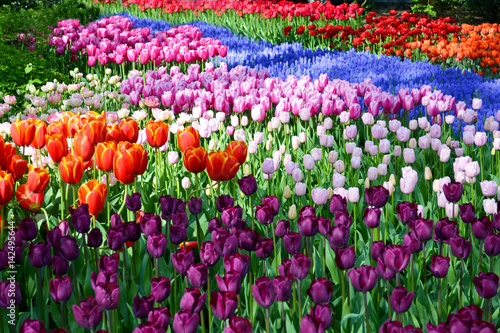 Flower bed of colourful tulips in spring. Keukenhof park Netherlands.