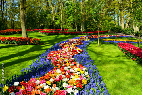 Flower bed of colourful tulips in spring. Keukenhof park Netherlands.
