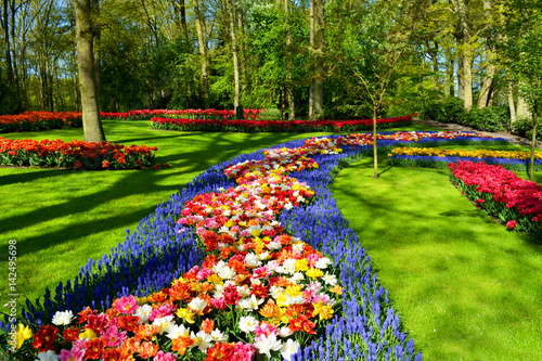 Cuadro en lienzo Flower bed of colourful tulips in spring