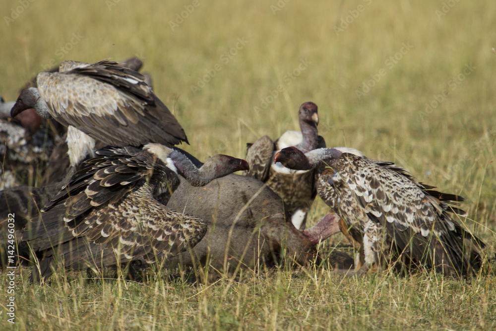 Fototapeta premium Vulture