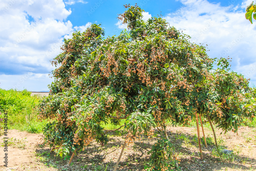 Longan orchards, it is the tropical fruit in Thailand