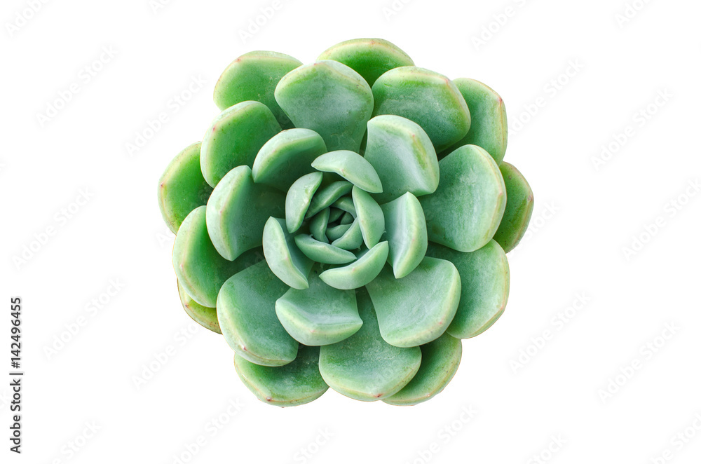 Obraz premium Pastel Green Rosette flowering Plant Echeveria Succulent