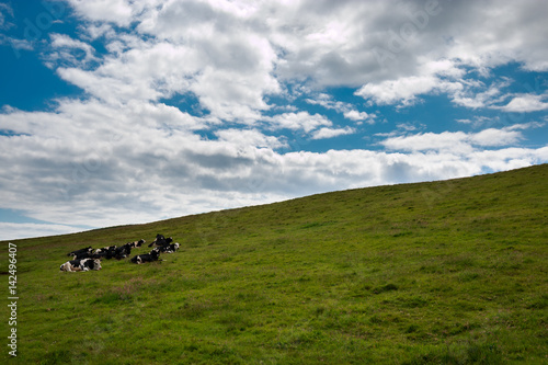 Cows on pasture on a sunny day with puffy clouds © Johan