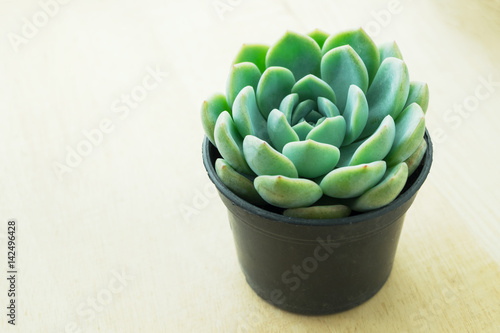 Pastel Green Rosette flowering Plant Echeveria Succulent photo