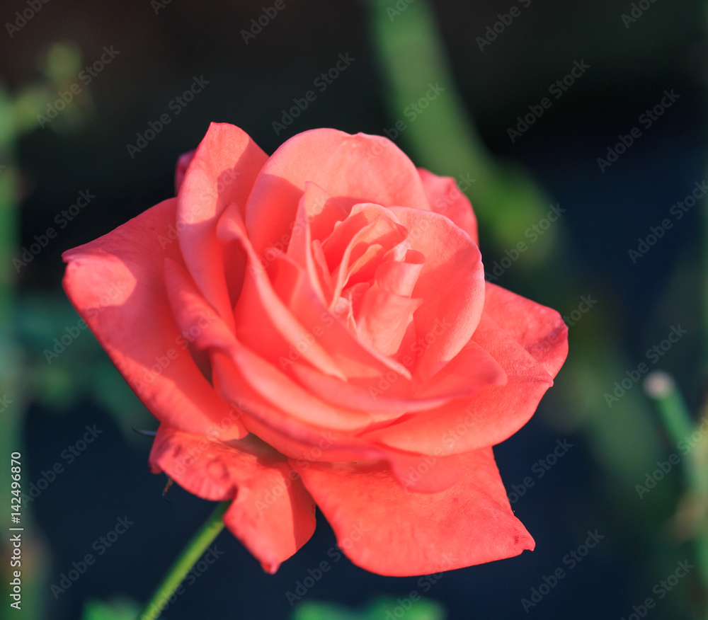 Red rose Red rose