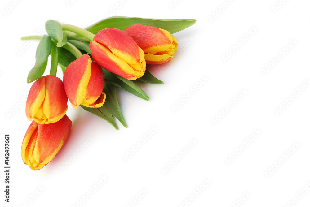 Tulpen Tulpen