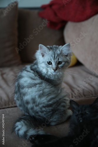 Cute Grey Domestic Kitten on the couch