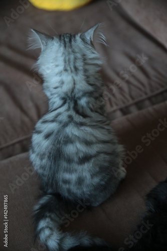 Cute Grey Domestic Kitten on the couch