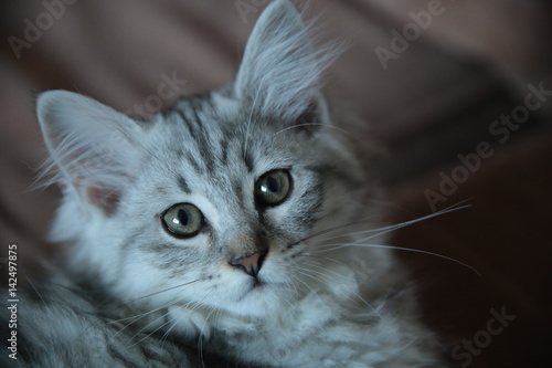 Cute Grey Domestic Kitten on the couch