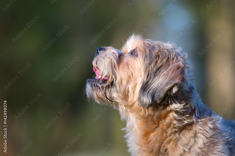 cute older small dog outdoors