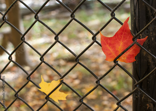 Leaves Caught in a Chain Link Fence photo