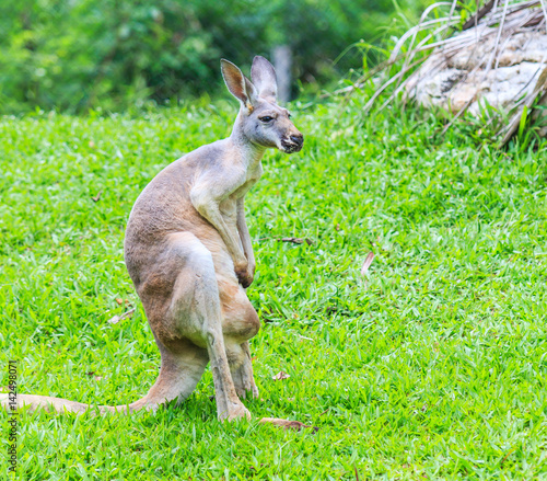 Kangaroo or Wallaby with baby or joey in her pouch.