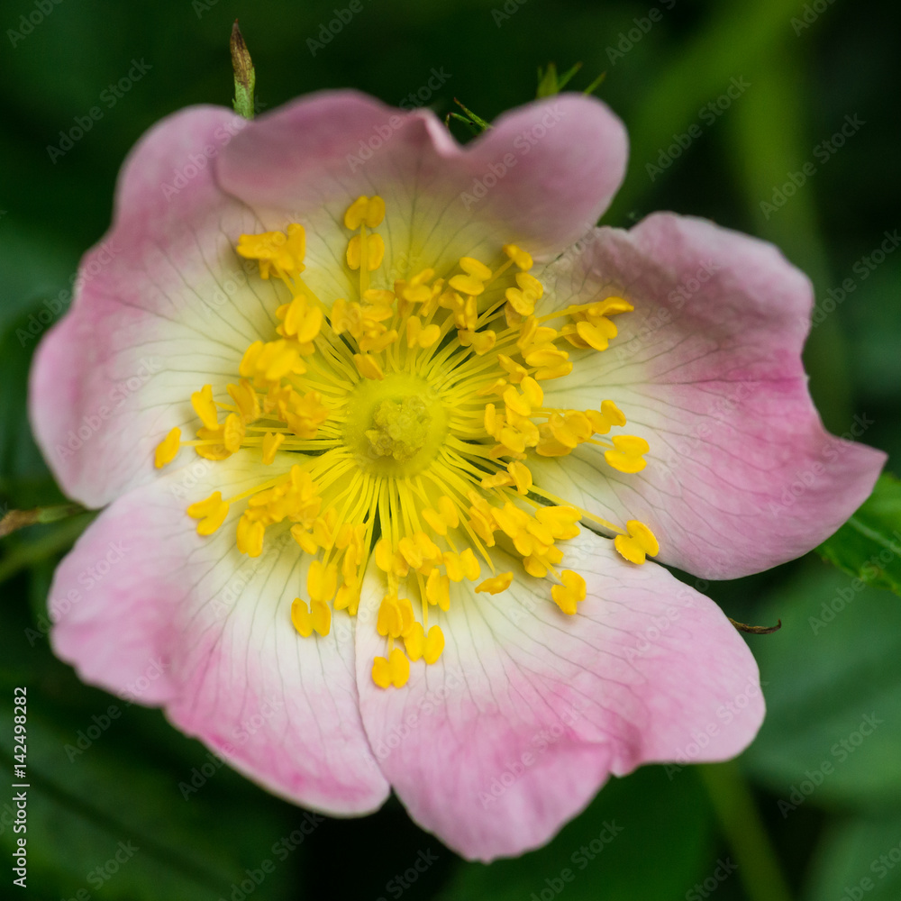 Wild Rose