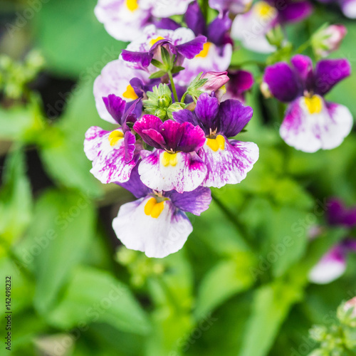 Nemesia Fruticans