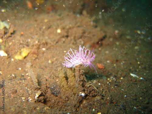 Nudibranchia