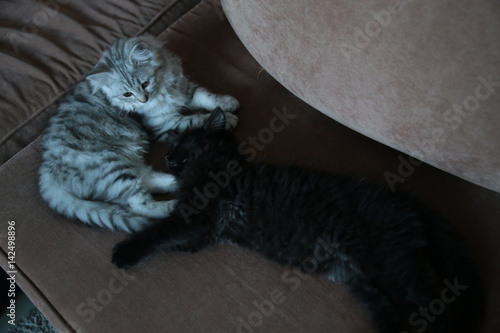 Cute Grey Domestic Kitten on the couch