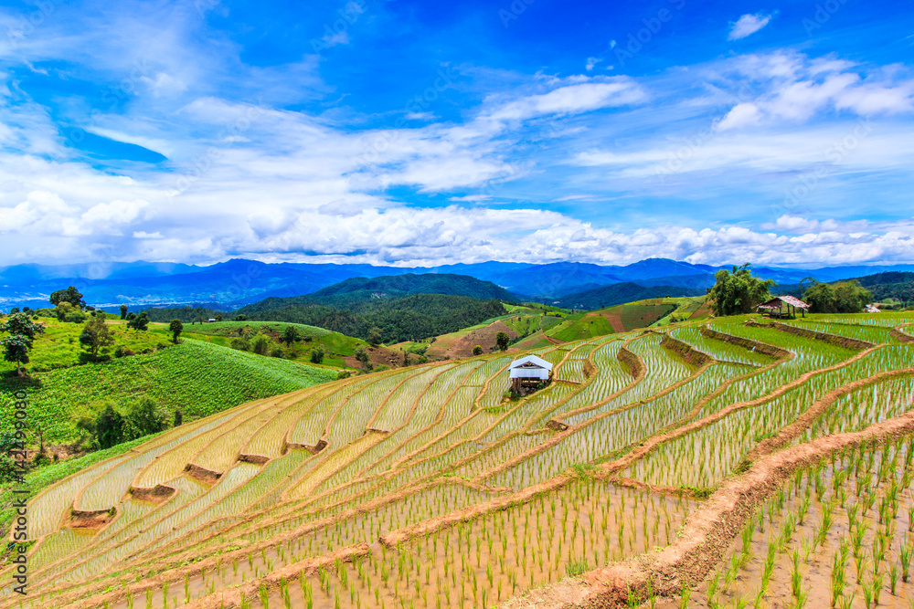Stepped paddy or Rice fields at Pa Pong Peang in Chiangmai province of Thailand