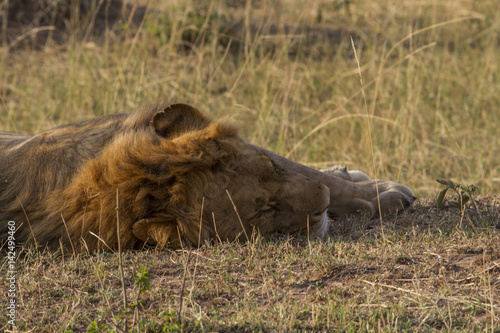 Lion resting © bbergestock66