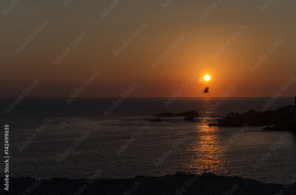 bird crossing in front of sun, on the sea