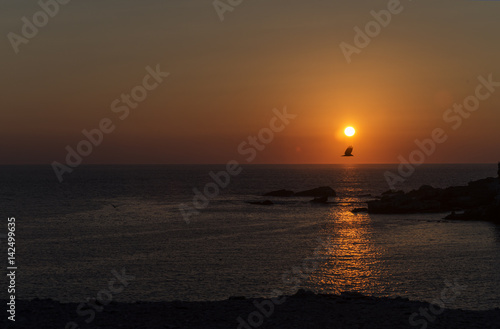 bird crossing in front of sun, on the sea