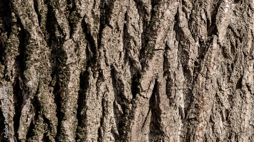 texture of tree bark