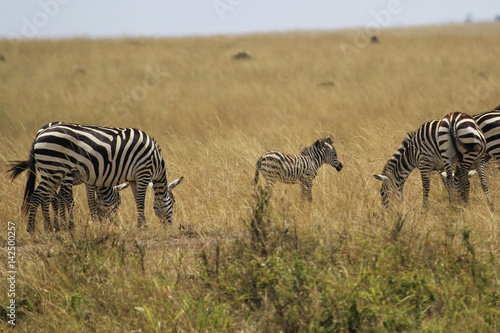 Zebra baby