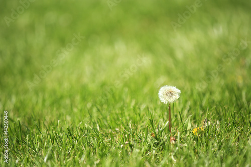 Single dandelion on the field