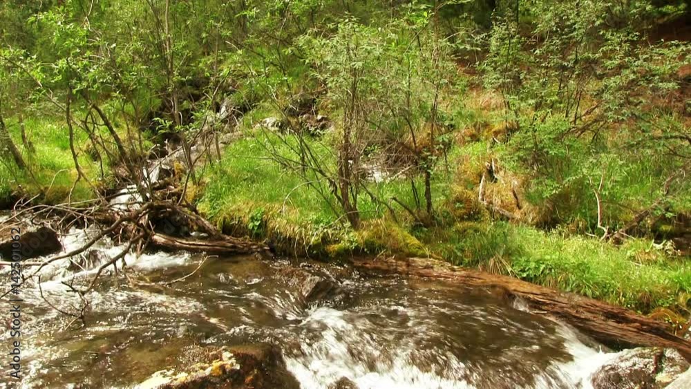 Small mountain river in the forest
Small mountain river in the forest