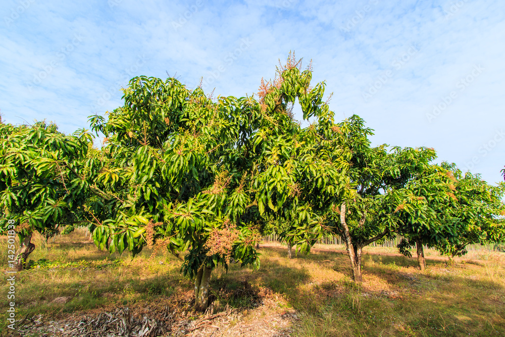 Fototapeta premium Mango orchards asia Thailand