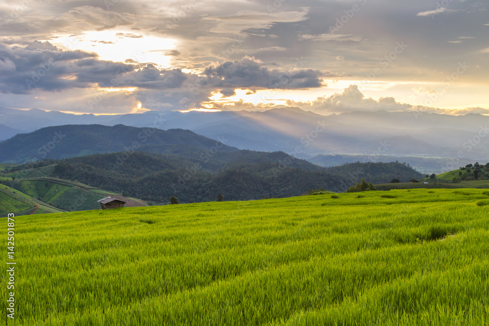 Green Terraced Rice Field in Pa Pong Pieng , Mae Chaem, Chiang Mai, Thailand Green Terraced Rice Field in Pa Pong Pieng , Mae Chaem, Chiang Mai, Thailand