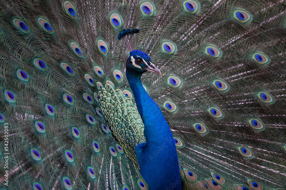 Fototapeta premium Vogel